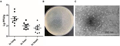 The effect of a spontaneous induction prophage, phi458, on biofilm formation and virulence in avian pathogenic Escherichia coli